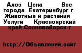 Алоэ › Цена ­ 150 - Все города, Екатеринбург г. Животные и растения » Услуги   . Красноярский край,Сосновоборск г.